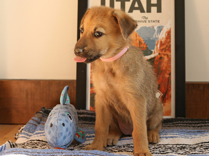 chinook puppy